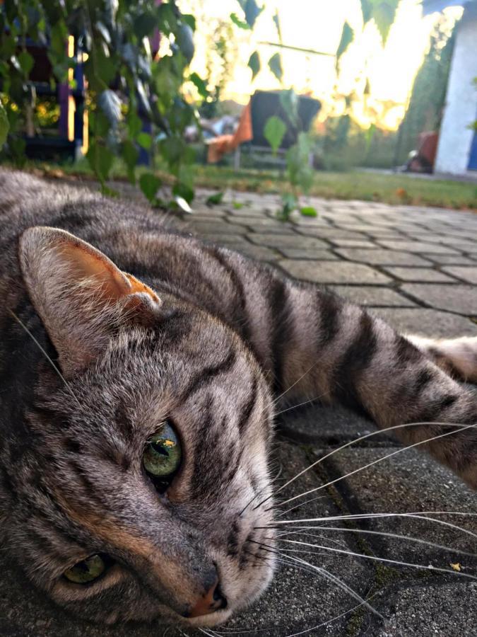 Cat Stone Villa Pisz Eksteriør billede