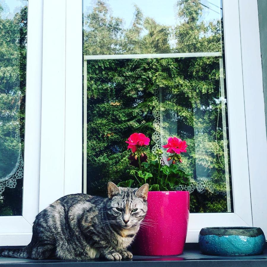 Cat Stone Villa Pisz Eksteriør billede